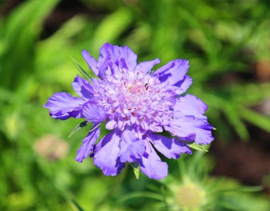 Lomelosia Kafkasya (Kafkasya), Kafkasya (Kafkasya) iğnegiller (Caprifoliaceae) familyasından, Kafkasya 'da yetişen bir bitki türü.