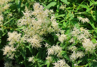 Sambucus nigra, mürver, siyah yaşlı bahar beyaz çiçekler