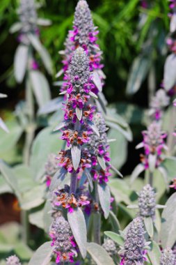 Yanan Yıldız, Liatris spicata, Kuzey Amerika 'nın doğu yarısında yetişen otçul bir bitkidir..