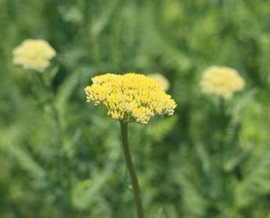 Bahçedeki güzel sarı çiçekler