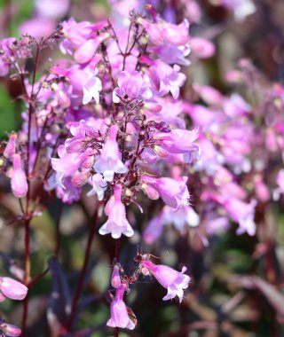 Penstemon sakallı diller, Kuzey Amerika 'nın Kuzey Amerika bölgesinde de bulunan, çoğunlukla Kuzey Kutbu' na özgü, yaklaşık olarak 280 tür çiçekli bitkiden oluşan büyük bir cinstir.