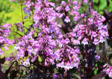 Penstemon sakallı diller, Kuzey Amerika 'nın Kuzey Amerika bölgesinde de bulunan, çoğunlukla Kuzey Kutbu' na özgü, yaklaşık olarak 280 tür çiçekli bitkiden oluşan büyük bir cinstir.