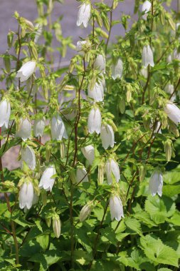 Bahçede beyaz çiçekler