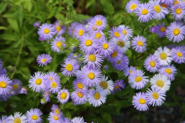 Güneşli yaz gününde bahçede yetişen güzel çiçekler.