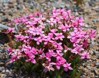 Baharın güzel pembe çiçekleri