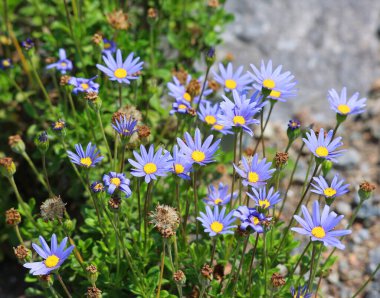 Bahçedeki güzel çiçekler