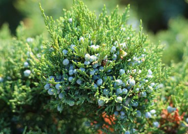 Juniperus virginiana, also known as eastern red cedar, red cedar, Virginian juniper, eastern juniper, red juniper, and other local names, is a species of juniper native to eastern North America clipart