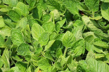 Çiftlikte taze yeşil nane yaprakları