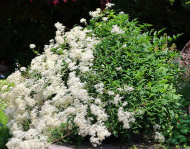 Maack Spindle Tree, Euonymus hamiltonianus. Çok süslü, turuncu ve pembe tohumları ve kırmızı-mor sonbahar renginde, küçük ev manzarası için iyi bir ağaç.