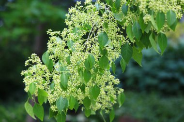 Euonymus hamiltonianus, Maack Spindle Tree, Yeddo Euonymus, Çin Dikenli Ağacı. Süslü, turuncu, pembe tohumlu ve kırmızımsı mor sonbahar renginde çok yapraklı bir ağaç.