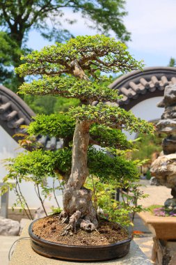 Bonsai. Bitki yetiştirme tekniklerini kullanarak ağaçların şeklini ve büyüklüğünü taklit eden küçük ağaçlar üreten bir Asya sanatı türüdür.