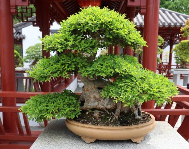 Bonsai. Bitki yetiştirme tekniklerini kullanarak ağaçların şeklini ve büyüklüğünü taklit eden küçük ağaçlar üreten bir Asya sanatı türüdür.