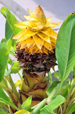 Musella lasiocarpa yellow flower from a chinese dwarf banana tree also called golden lotus with green leaves in the background clipart