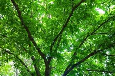 yeşil yapraklar arka plan, bitki örtüsü