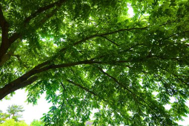 Ormanda yeşil yapraklar