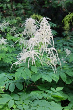 Koenigia alpina (Aconogonon alpina), genellikle alp knototu olarak bilinir, Koenigia alaskana 'ya benzer, ancak yaprak boyutu ve akene özellikleri farklıdır.