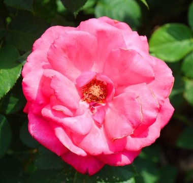 Bahçede kırmızı gül