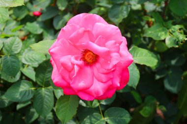 Bahçedeki pembe gül