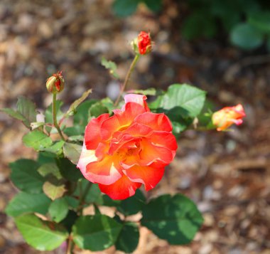 Çiçek açan kırmızı bir gülün yakın çekimi.