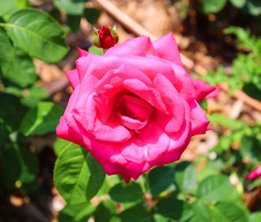 Bahçede kırmızı gül