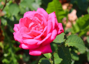 Bahçedeki pembe gül