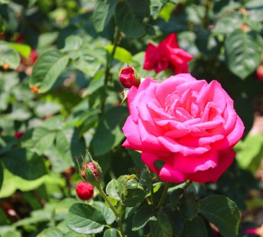 Bahçede güzel bir gül