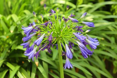 Bahçede yetişen güzel çiçekler
