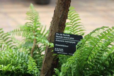 Araucaria heterophylla (A. Excelsa) kozalaklı kozalaklı bir kozalak türüdür. Norfolk Adası çamı (ya da Norfolk çamı) olarak adlandırılan çam ağacı Norfolk Adası 'na özgüdür.,