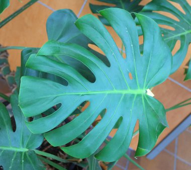 Canavar yeşili yaprakları kapatın. 