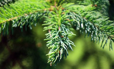 Güzel köknar dallarının yakın görüntüsü