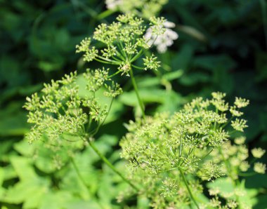 Koenigia alpina (Aconogonon alpina), genellikle alp knototu olarak bilinir, Koenigia alaskana 'ya benzer, ancak yaprak boyutu ve akene özellikleri farklıdır.
