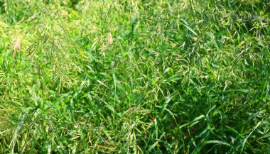 Bahçedeki yeşil çimenler