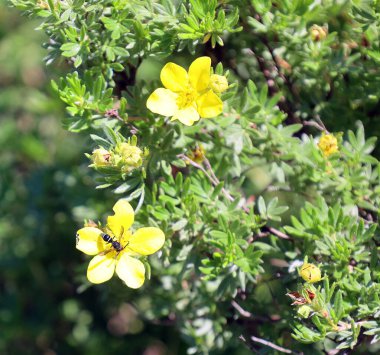 Güzel çiçekler ve arı doğada
