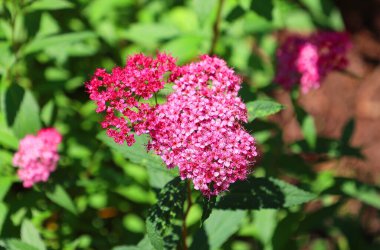 Bahçedeki güzel çiçekler