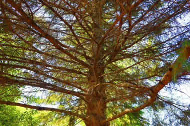 Ormandaki yeşil ağaç