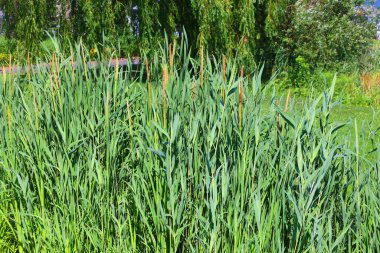 Tarım alanındaki bir ot yeşili çok sert yapıyor.