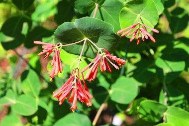 Lonicera sempervirens, Amerika Birleşik Devletleri 'nin doğusunda yetişen ve kırmızımsı çiçekleriyle tanınan bir hanımeli türüdür.