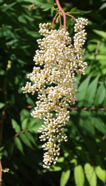 Çiçekli dağ külleri, Sorbus aucuparia, baharda.