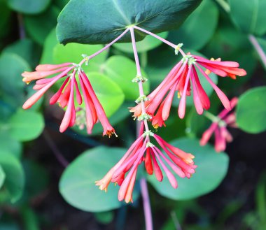 Lonicera sempervirens, Amerika Birleşik Devletleri 'nin doğusunda yetişen ve kırmızımsı çiçekleriyle tanınan bir hanımeli türüdür.