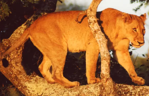 Afrika savanındaki aslan.