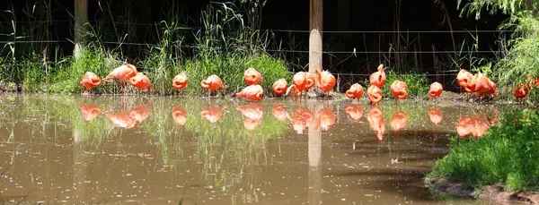 stock image American flamingos (Phoenicopterus ruber) is a large species of flamingos closely related to the greater flamingo and Chilean flamingo native to the Neotropics.