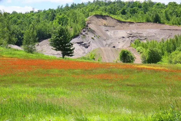 stock image Field of Pilosella aurantiaca (fox-and-cubs, orange hawk, devil's paintbrush, grim-the-collier and Hieracium known by the common name hawkweed and classically as hierakion