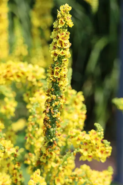 stock image Verbascum nigrum, the black mullein or dark mullein is a species of biennial or short-lived perennial herbaceous plant in the mullein genus Verbascum, native to dry open sites in temperate Europe