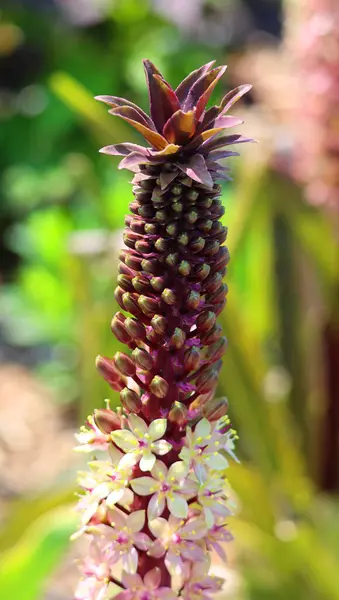 stock image Eucomis is a genus of flowering plants in the family Asparagaceae, subfamily Scilloideae, native to southern Africa. Most species of this genus are commonly referred to as pineapple flowers or lillies