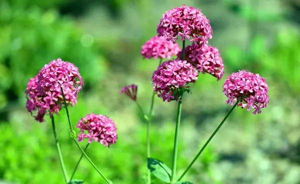 Achillea millefolium, Asteraceae familyasından bir bitki türü. Asya ve Avrupa 'da Kuzey Yarımküre' nin ılıman bölgelerinde bulunur.