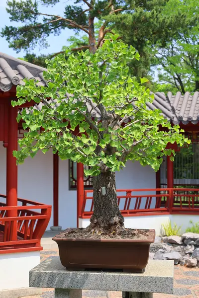 stock image Bonsai. It is an Asian art form using cultivation techniques to produce small trees in containers that mimic the shape and scale of full size trees