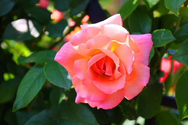 close up of rose in the garden