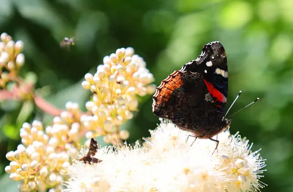 Stock image Butterfly on flower of Rhus typhina, the staghorn sumac, is a species of flowering plant in the family Anacardiaceae, native to eastern North America.