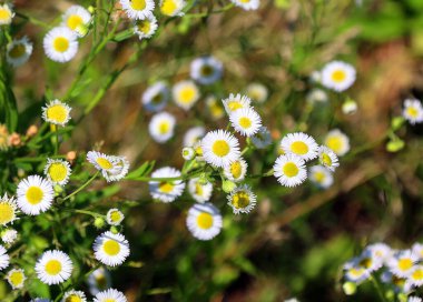 Bahçede beyaz papatya