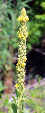 Verbascum nigrum ya da siyah mullein, orta Avrupa 'da kurak açık alanlarda yetişen, mullein cinsi Verbascum' da yetişen ve uzun ömürlü olmayan bir bitki türüdür.
